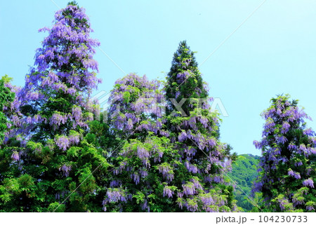 山里の藤の花 信州の藤 花と植物が織りなす色紙 山里の藤の花 信州の藤 花と植物が織りなす色紙 104230733