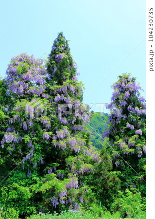 山里の藤の花　　　信州の藤　　　花と植物が織りなす色紙 104230735