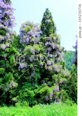山里の藤の花 信州の藤 花と植物が織りなす色紙 山里の藤の花 信州の藤 花と植物が織りなす色紙 104230736