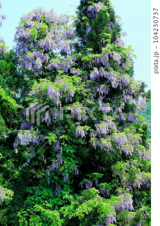 山里の藤の花 信州の藤 花と植物が織りなす色紙 山里の藤の花 信州の藤 花と植物が織りなす色紙 104230737