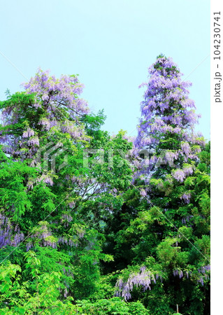 山里の藤の花 信州の藤 花と植物が織りなす色紙 山里の藤の花 信州の藤 花と植物が織りなす色紙 104230741