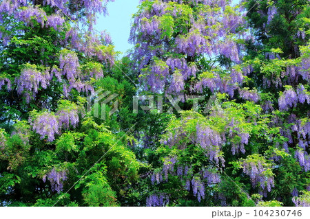 山里の藤の花　　　信州の藤　　　花と植物が織りなす色紙 104230746