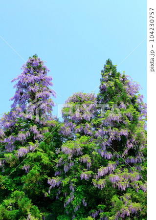 山里の藤の花　　　信州の藤　　　花と植物が織りなす色紙 104230757
