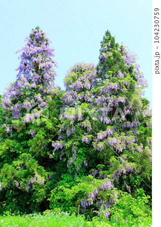山里の藤の花 信州の藤 花と植物が織りなす色紙 山里の藤の花 信州の藤 花と植物が織りなす色紙 104230759
