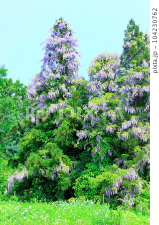 山里の藤の花 信州の藤 花と植物が織りなす色紙 山里の藤の花 信州の藤 花と植物が織りなす色紙 104230762