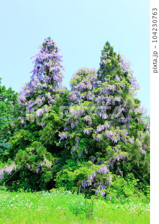 山里の藤の花 信州の藤 花と植物が織りなす色紙 山里の藤の花 信州の藤 花と植物が織りなす色紙 104230763