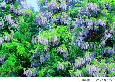 山里の藤の花 信州の藤 花と植物が織りなす色紙 山里の藤の花 信州の藤 花と植物が織りなす色紙 104230775