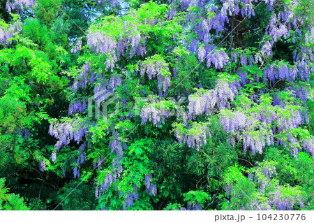山里の藤の花　　　信州の藤　　　花と植物が織りなす色紙 104230776