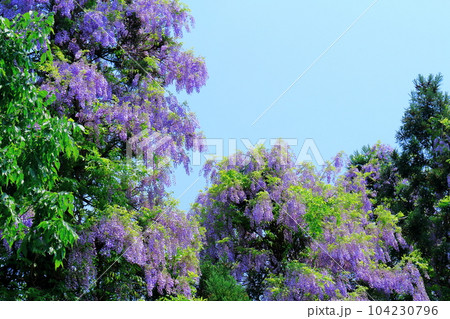 山里の藤の花　　　信州の藤　　　花と植物が織りなす色紙 104230796