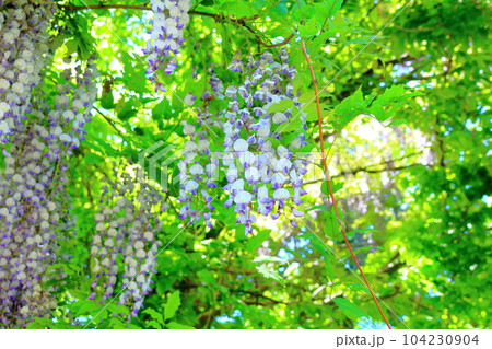 山里の藤の花 信州の藤 花と植物が織りなす色紙 山里の藤の花 信州の藤 花と植物が織りなす色紙 104230904