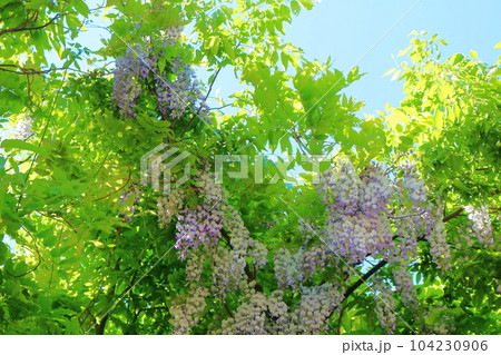 山里の藤の花 信州の藤 花と植物が織りなす色紙 山里の藤の花 信州の藤 花と植物が織りなす色紙 104230906