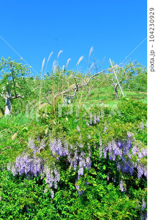 山里の藤の花 信州の藤 花と植物が織りなす色紙 山里の藤の花 信州の藤 花と植物が織りなす色紙 104230929