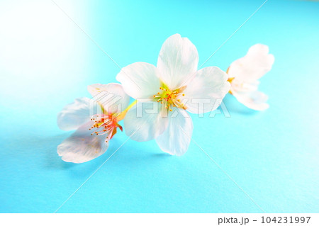 満開の桜　桜　さくら　桜　桜の花　花びら　ソメイヨシノ 104231997