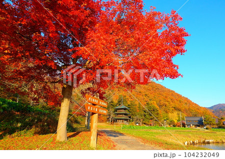 安久津八幡神社　紅葉　黄葉 104232049