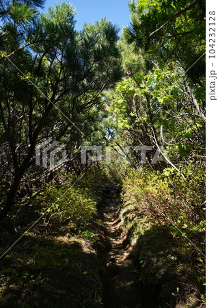 這松の登山道 這松の登山道 104232128