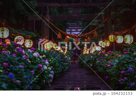 栃木県鹿沼市 磯山神社の紫陽花祭り 栃木県鹿沼市 磯山神社の紫陽花祭り 104232153