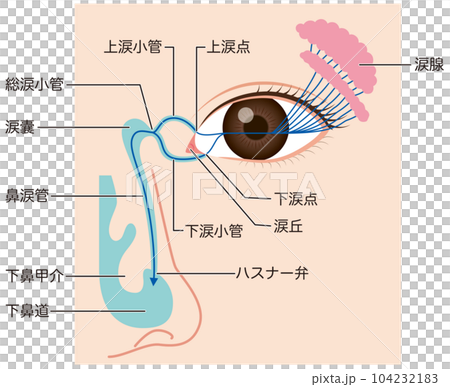 眼淚的流動 眼淚的機制 眼淚的流動 眼淚的機制 104232183