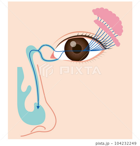 涙液の流れ　涙の仕組み 104232249