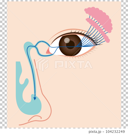 涙液の流れ　涙の仕組み 104232249