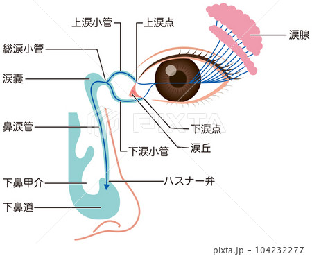 涙液の流れ　涙の仕組み 104232277