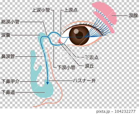 涙液の流れ　涙の仕組み 104232277