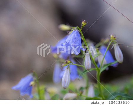 花と絶景を楽しむ白馬大池の山旅 104232610