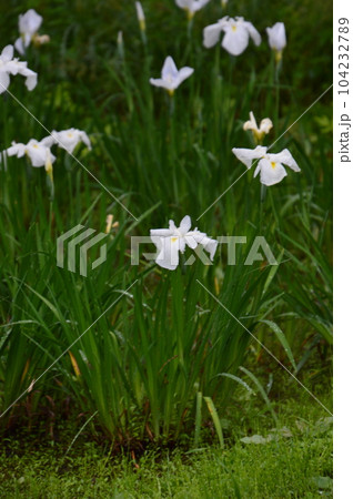 神代植物公園水生植物園 花菖蒲 神代植物公園水生植物園 花菖蒲 104232789