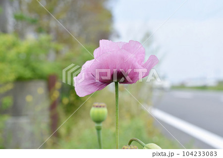 自生アツミゲシの花（セティゲルム種） 104233083