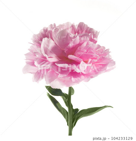 Pink peony flower isolated on white background 104233129