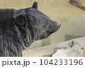 ツキノワグマ 横顔① 104233196