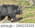濡れたツキノワグマ① 104233205