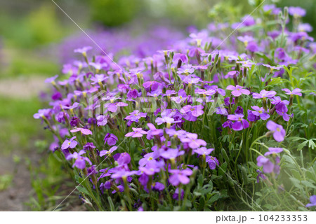 Purple aubriette flowers in the garden in spring Purple aubriette flowers in the garden in spring 104233353