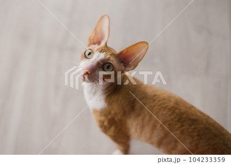Cute ginger cat cornish rex sits on the floor and looks up carefully 104233359