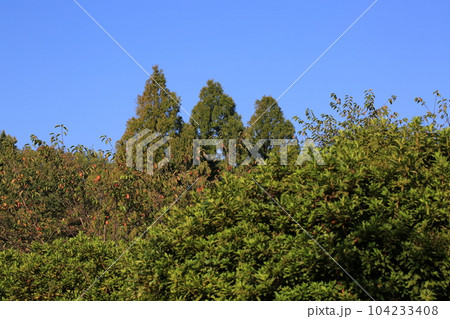 三ッ池公園を歩いた 三ッ池公園を歩いた 104233408