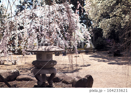 高崎市　慈眼寺の枝垂桜 104233621