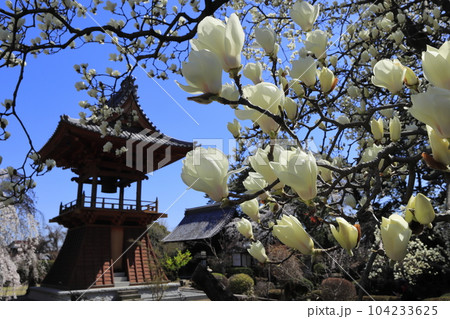 高崎市 慈眼寺の鐘楼堂とハクモクレンと枝垂桜 高崎市 慈眼寺の鐘楼堂とハクモクレンと枝垂桜 104233625