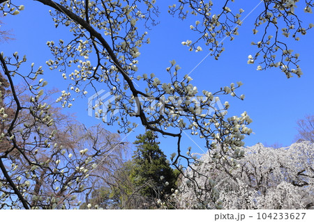 高崎市　慈眼寺の枝垂桜とハクモクレン 104233627