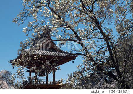 高崎市　慈眼寺の鐘楼堂とハクモクレンと枝垂桜 104233629
