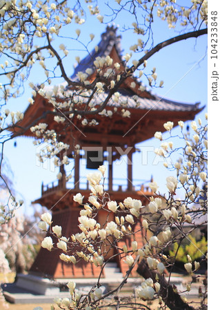 高崎市 慈眼寺の鐘楼堂とハクモクレンと枝垂桜 高崎市 慈眼寺の鐘楼堂とハクモクレンと枝垂桜 104233848