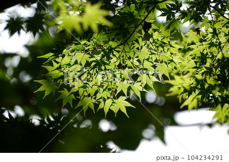 大和郡山城址の青もみじ 大和郡山城址の青もみじ 104234291