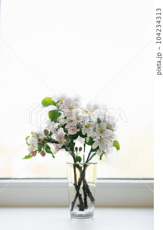 Bouquet of branches of a blooming apple tree stand in a glass vase on the window 104234313