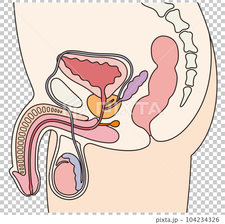Male reproductive organs section 104234326