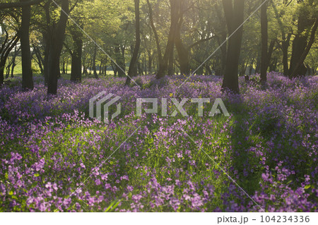 幻想的なムラサキハナナの風景 幻想的なムラサキハナナの風景 104234336
