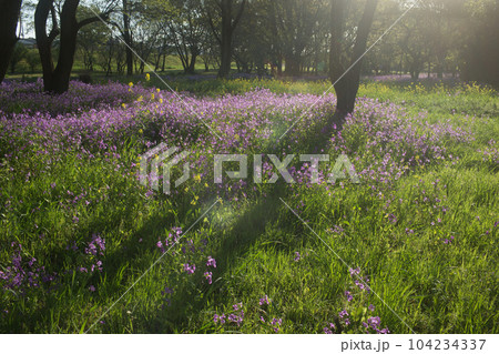 幻想的なムラサキハナナの風景② 幻想的なムラサキハナナの風景② 104234337