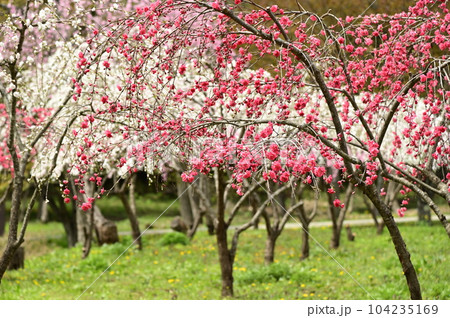 日本の原風景 遠野ふるさと村 104235169