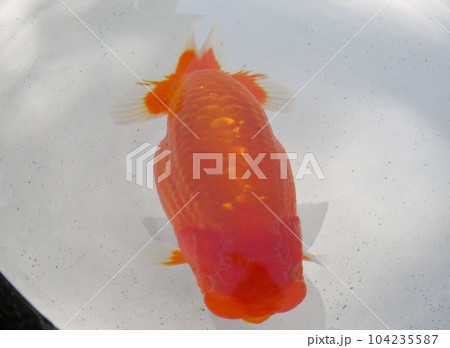 金魚 104235587