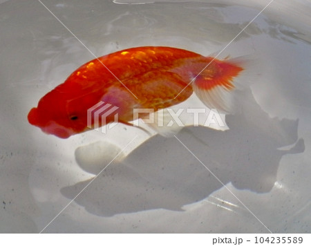 金魚 金魚 104235589