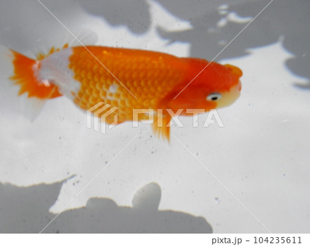 金魚 金魚 104235611