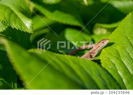 ギボウシの葉にいるトカゲ【初夏】【梅雨】【夏】【秋】 ギボウシの葉にいるトカゲ【初夏】【梅雨】【夏】【秋】 104235646