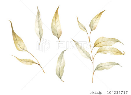 Set of multicolored fallen autumn leaves. Watercolor illustration. 104235717